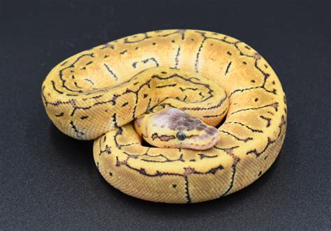 what are the cheapest ball python morphs